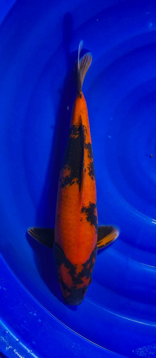 Maruseï: Hi utsuri 45cm (MAR26004)