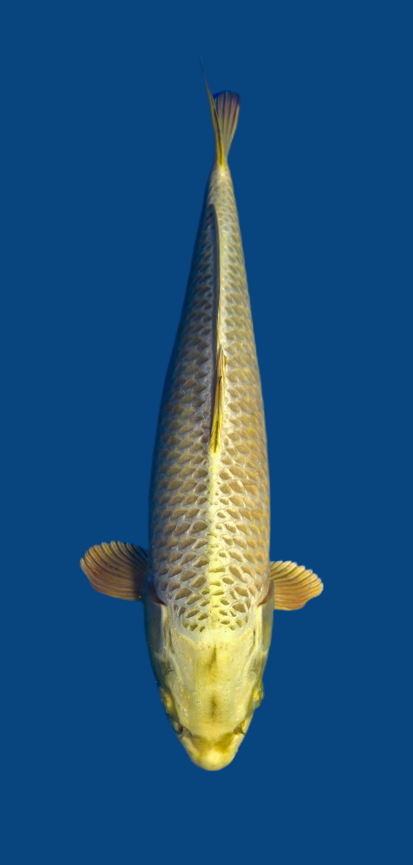 Papa Maruseï: Mukashi ogon 45cm (MAR014)