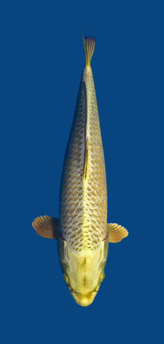 Papa Maruseï: Mukashi ogon 45cm (MAR014)