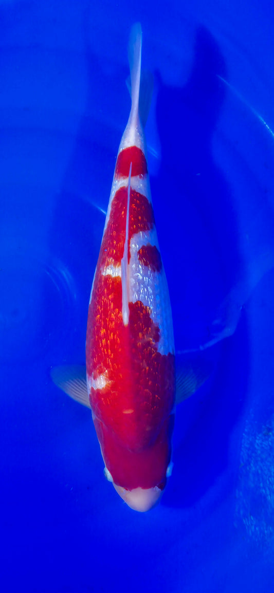 Hiroi: Kohaku ginrin 45cm (HIR005)