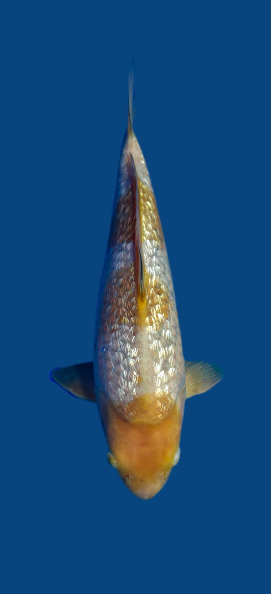 Maruhiro: Ginrin ochiba 35cm (MHI07)