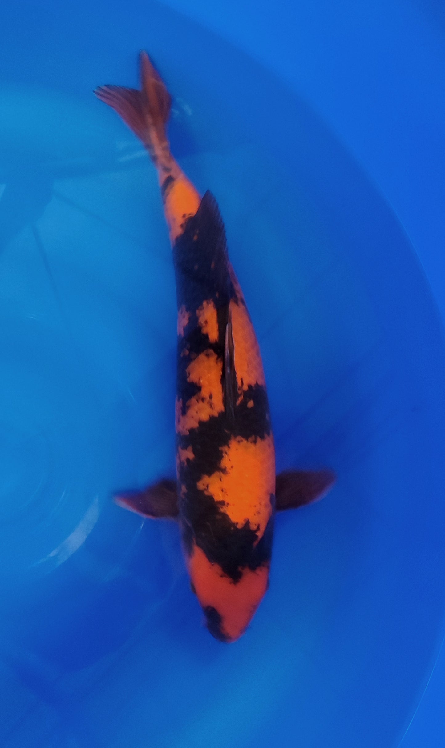 France Koï : Hi Utsuri Jumbo N49 cm