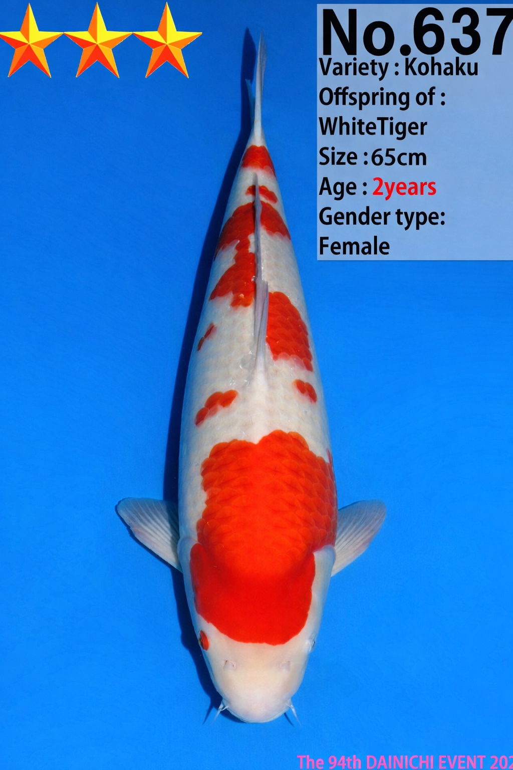 Dainichi: Kohaku T65-N637